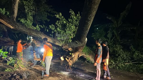 Akses Jalan Tertutup Pohon Tumbang, TRC BPBD Jeneponto Langsung Turun Tangan