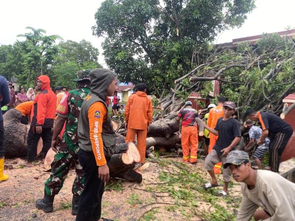 Cuaca Ekstrem, Pohon Tumbang Hantam Rumah Warga di Lembangloe Jeneponto