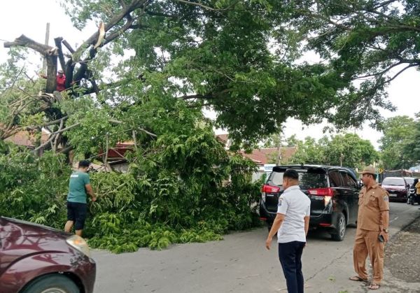 Sejumlah Pohon Dilaporkan Tumbang, BPBD Jeneponto Imbau Warga Waspada