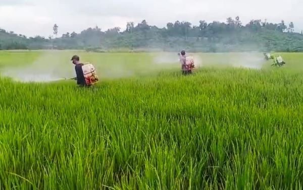 Petani Tommo Berhasil Kendalikan Hama Bercak Daun Cokelat 7 Hektare