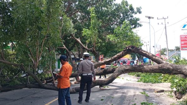 Angin Kencang, Pohon Tumbang Tutup Jalan Utama di Jeneponto