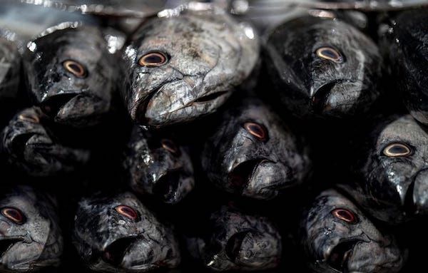 Porsi KUR Sektor Perikanan Sulsel Dinilai Masih Perlu Ditingkatkan