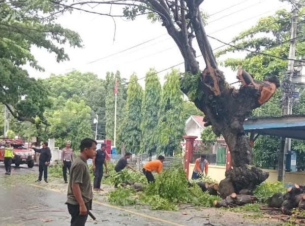 Cegah Potensi Pohon Tumbang, BPBD Jeneponto Lakukan Pemangkasan di Jalan Pahlawan
