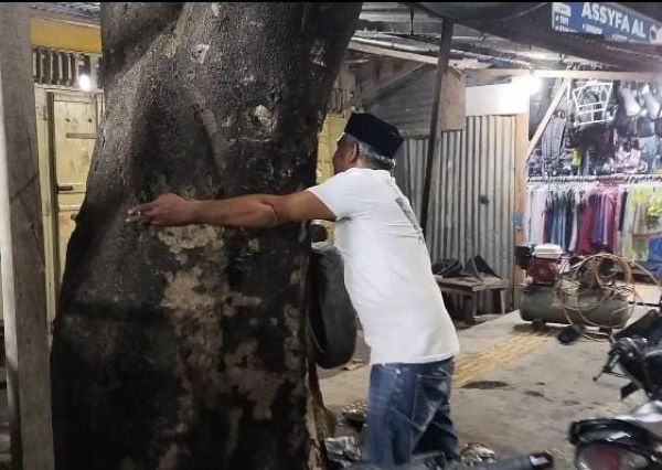 Khawatir Tumbang, Warga Minta DLHP Evakuasi Pohon Jati Raksasa di Poros Takalar