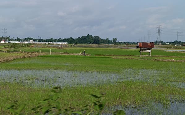 Lahan Sawah Terus Menyusut, Ahli Minta Aturan PSN Ditinjau