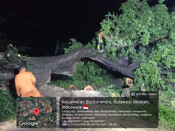 Akses Lumpuh Total, Pohon Asam Tua Tumbang di Kompleks Raja-raja Binamu Jeneponto