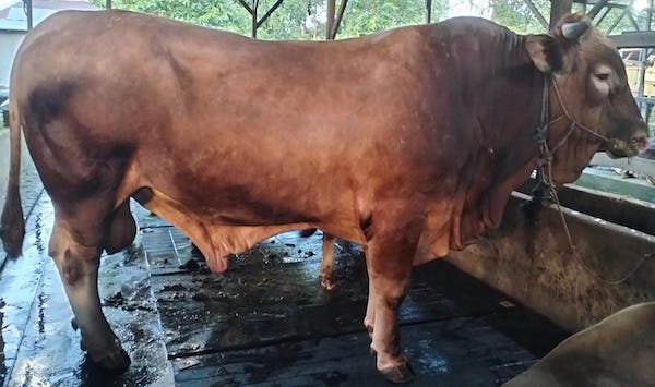 Prabowo Salurkan 25 Sapi Kurban ke Kabupaten/Kota di Sulsel