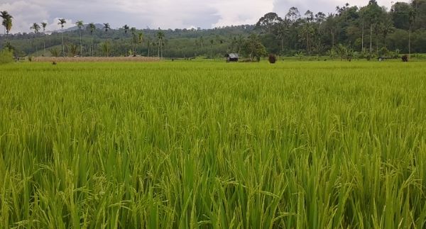 Sejumlah Wilayah Produksi Padi Sulsel Diwaspadai Hadapi El Nino
