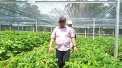 Pemkab Luwu Dorong Pengembangan Bibit Unggul Kakao dan Pala