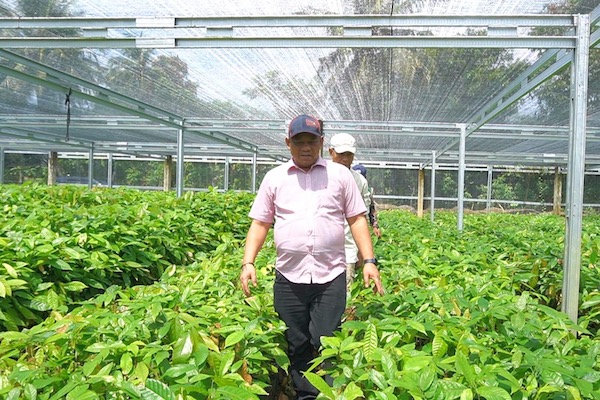 Pemkab Luwu Dorong Pengembangan Bibit Unggul Kakao dan Pala