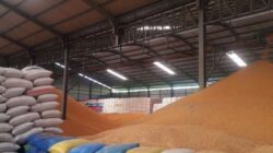 Bulog Siapkan 2.000 Ton SPHP Jagung untuk Peternak Sulsel