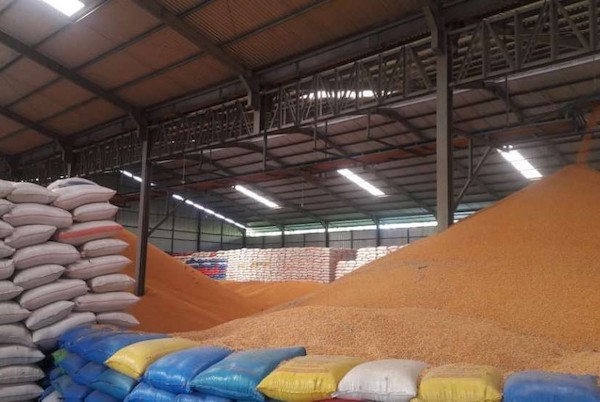Bulog Siapkan 2.000 Ton SPHP Jagung untuk Peternak Sulsel