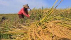 BPS Catat Pertanian Masuk Tiga Besar Penopang Ekonomi Nasional Kuartal I 2026