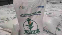 Bulog Sulselbar Mulai Siapkan Penyaluran Jagung SPHP