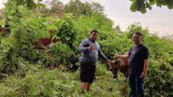 Pemkesra Kumpulkan 17 Ekor Sapi untuk Kurban Pemprov Sulbar