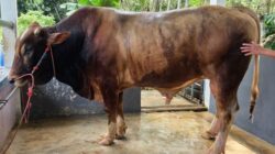 Bulukumba Kurban 1.899 Ekor, Dapat Sapi 914 Kg dari Presiden RI