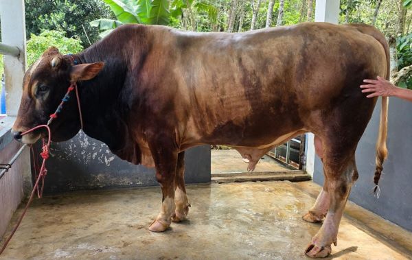 Bulukumba Kurban 1.899 Ekor, Dapat Sapi 914 Kg dari Presiden RI