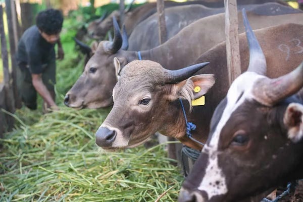 Hewan Kurban di Kecamatan Towuti Capai 603 Ekor, Masih Potensi Bertambah