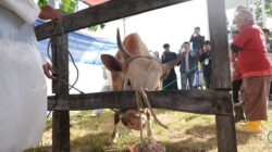 Bosowa Peduli Salurkan 98 Sapi dan 37 Kambing, Appi Apresiasi Ramah Lingkungan
