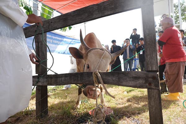 Bosowa Peduli Salurkan 98 Sapi dan 37 Kambing, Appi Apresiasi Ramah Lingkungan