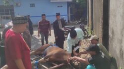 Unismuh Makassar Potong 38 Hewan Kurban, McDonald’s hingga Bank Syariah Ikut Berpartisipasi