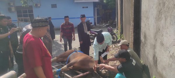 Unismuh Makassar Potong 38 Hewan Kurban, McDonald’s hingga Bank Syariah Ikut Berpartisipasi