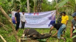 Dari Rantau untuk Kampung Halaman, KM Bulukumba Tebar Manfaat Iduladha