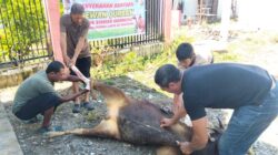 RSUD Bulukumba Sembelih Dua Sapi Kurban, Daging Dibagikan ke Pegawai dan Warga
