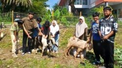 Sekolah Alam Bosowa Kenalkan Makna Qurban Lewat Kunjungan ke Peternakan Kambing
