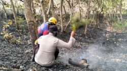 Karhutla Kembali Melanda Desa Sumare Mamuju, Petugas Berjibaku Padamkan Api