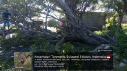 Angin Kencang di Tarowang Jeneponto, Pohon Tumbang Timpa Mobil di Jalan Poros