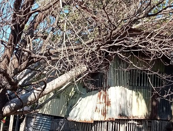 Diterjang Angin Kencang, Pohon Tumbang Timpa Rumah Warga di Kelara Jeneponto