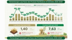 Produksi Beras Nasional April 2026 Turun 840 Ribu Ton, Padi juga Merosot