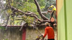Tim TRC BPBD Jeneponto Evakuasi Pohon Tumbang Timpa Pagar SMPN 1 Binamu