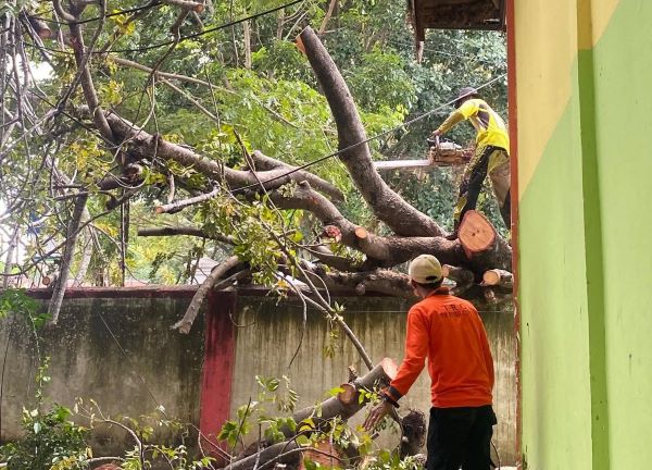 Tim TRC BPBD Jeneponto Evakuasi Pohon Tumbang Timpa Pagar SMPN 1 Binamu
