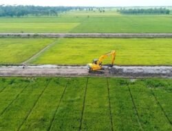 Sidrap Kejar Produksi Padi 1 Juta Ton Lewat Optimasi Lahan dan Cetak Sawah