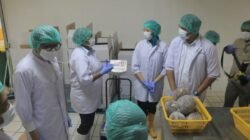 Jadi Lokasi Studi, Bupati Bantaeng Sambut Kunjungan TP PKK Papua di Pabrik Gurita Ekspor