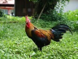 Unhas Siap Distribusikan Bibit Unggul Ayam Alope ke Peternak