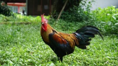 Unhas Siap Distribusikan Bibit Unggul Ayam Alope ke Peternak