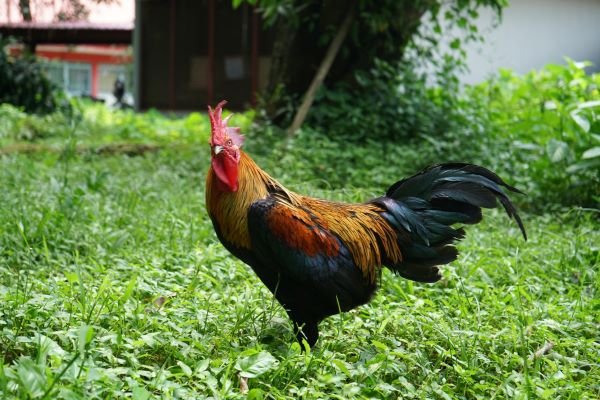 Unhas Siap Distribusikan Bibit Unggul Ayam Alope ke Peternak