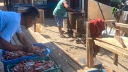 Dari Laut ke Ekspor, Rajungan Hidupi Mayoritas Warga Kuri Caddi