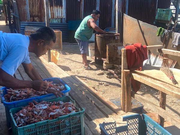 Dari Laut ke Ekspor, Rajungan Hidupi Mayoritas Warga Kuri Caddi