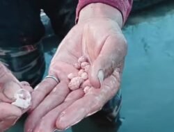 Viral Video Batu di Pupuk Phonska, Pupuk Indonesia Imbau Beli di Kios Resmi