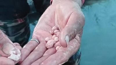 Viral Video Batu di Pupuk Phonska, Pupuk Indonesia Imbau Beli di Kios Resmi