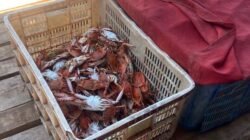 Cantrang dan Biaya Melaut Jadi Tantangan Nelayan Kuri Caddi
