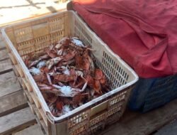 Cantrang dan Biaya Melaut Jadi Tantangan Nelayan Kuri Caddi