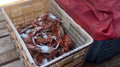 Cantrang dan Biaya Melaut Jadi Tantangan Nelayan Kuri Caddi