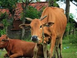 Momentum Iduladha, Pemkab Maros Bagikan Daging Kurban