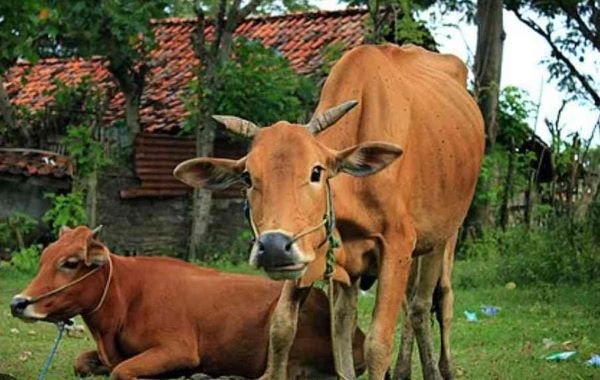 Momentum Iduladha, Pemkab Maros Bagikan Daging Kurban