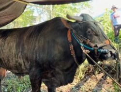 Sapi Asal Maros Terpilih Jadi Hewan Kurban Presiden